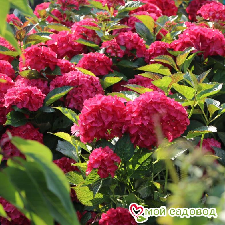Гортензия крупнолистная Альпенглюхен ЗКС