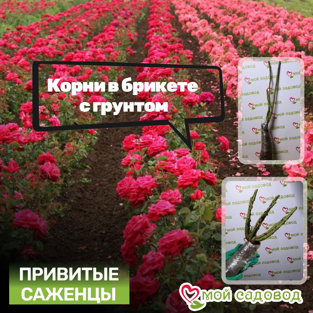 Роза Оранж Санблейз