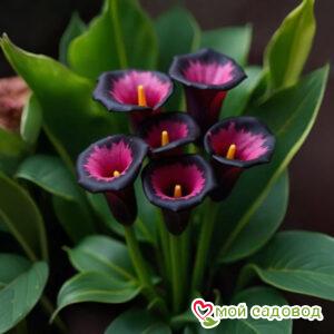 Калла Аура Лейс