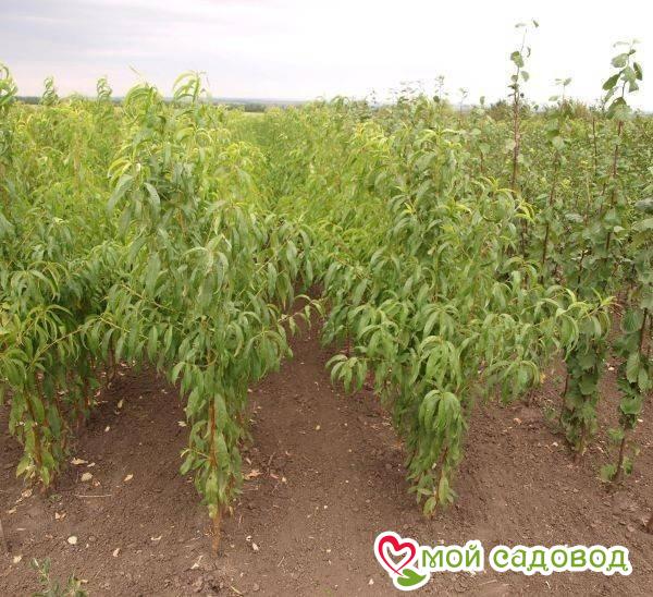 Персик Ред Хайвинт